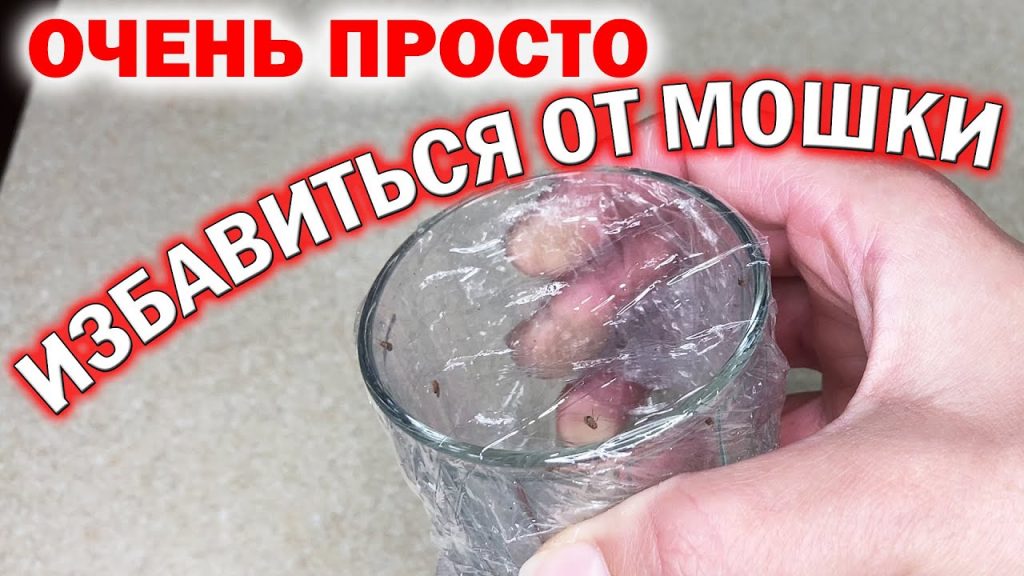 Как быстро и эффективно избавиться от мошек на кухне зимой в домашних условиях